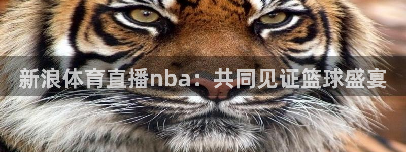 新浪体育直播nba：共同见证篮球盛宴