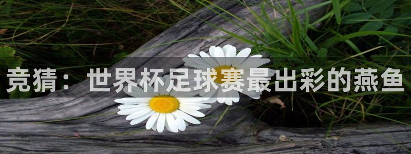 竞猜：世界杯足球赛最出彩的燕鱼